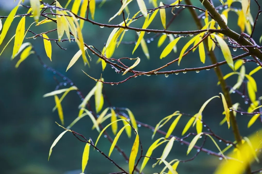 一場(chǎng)秋雨一場(chǎng)寒